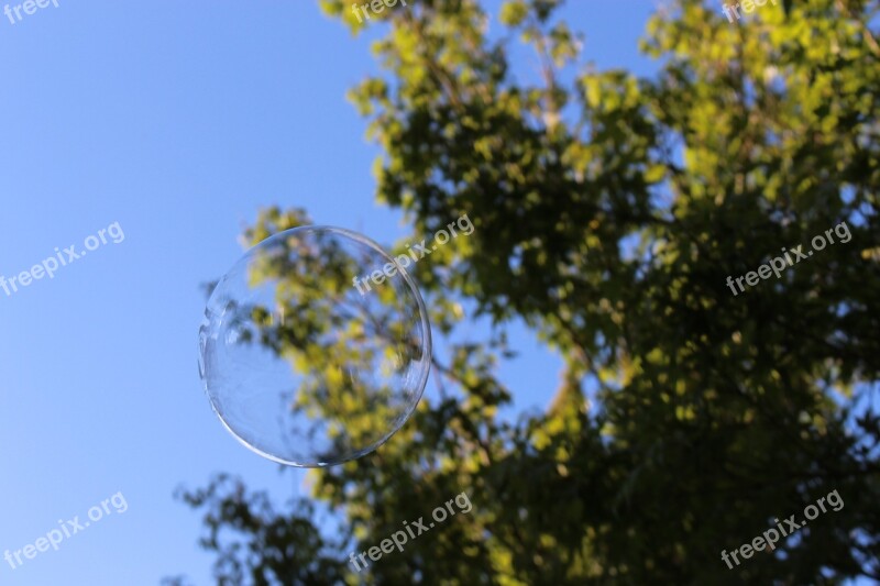 Bubble Bubbles Tree Sky Nature