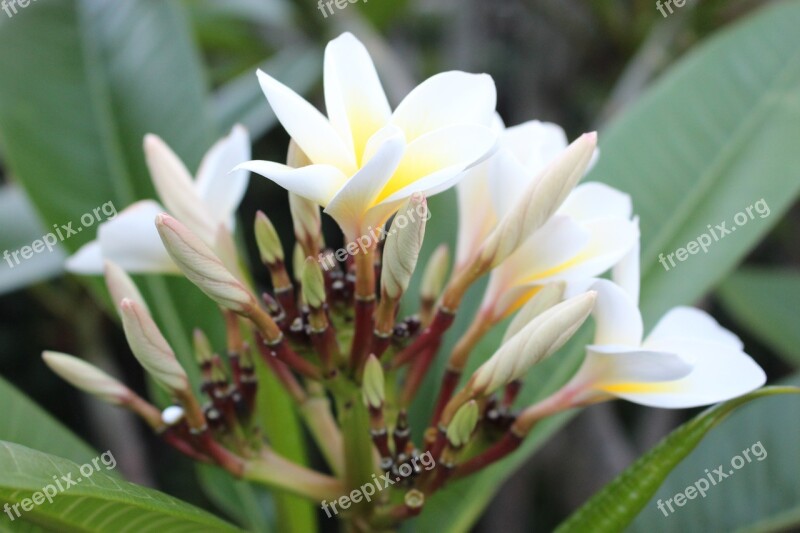 Frangipani Plumeria Flower Plant White