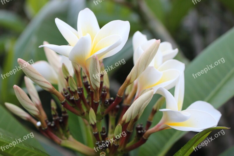 Frangipani Plumeria Flower Plant White