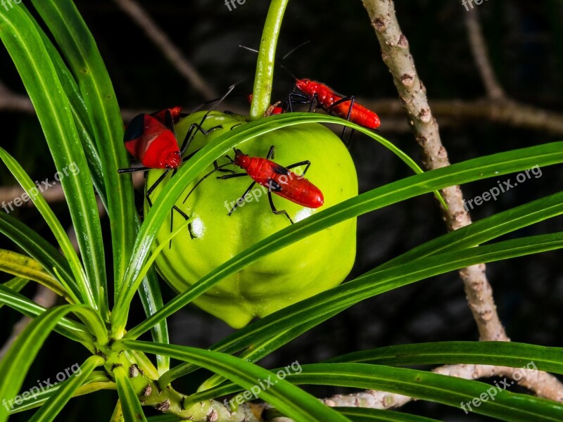 Beetle Red Crawl Close Up Free Photos