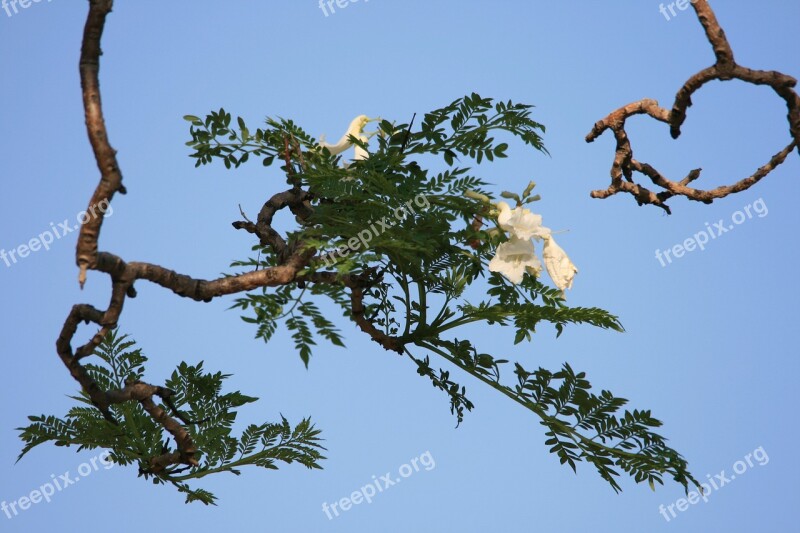 Tree Jakaranda Flower White Blooms