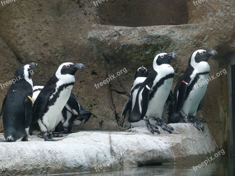 African Penguin Aves Group Spheniscus Demersus Bird