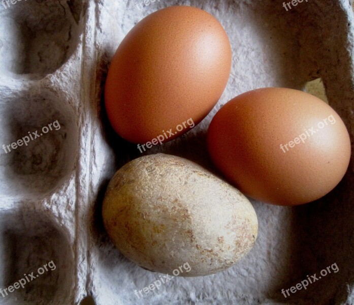 Eggs Chicken Stone Pebble Egg Shaped