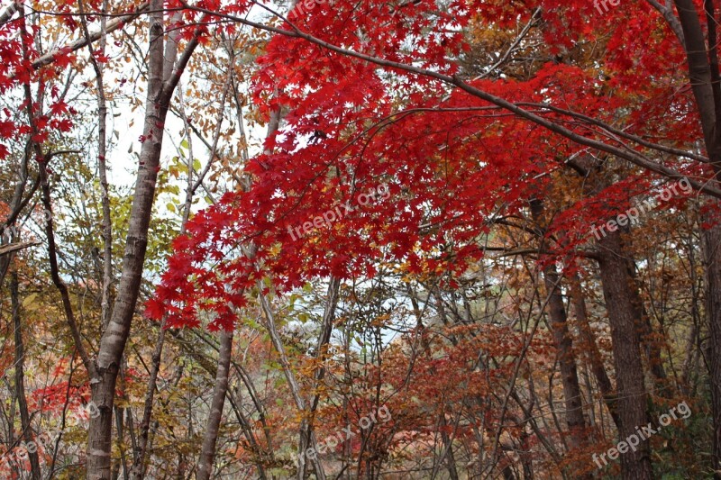 Autumn Autumn Leaves Wood Free Photos