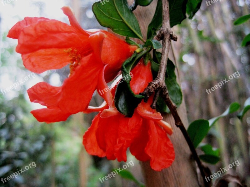 Pomegranate Flowers Twin Orange Bright