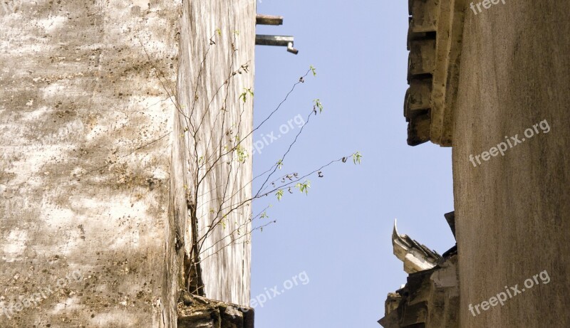 Ancient Wall Flowers And Plants Sky China Alley