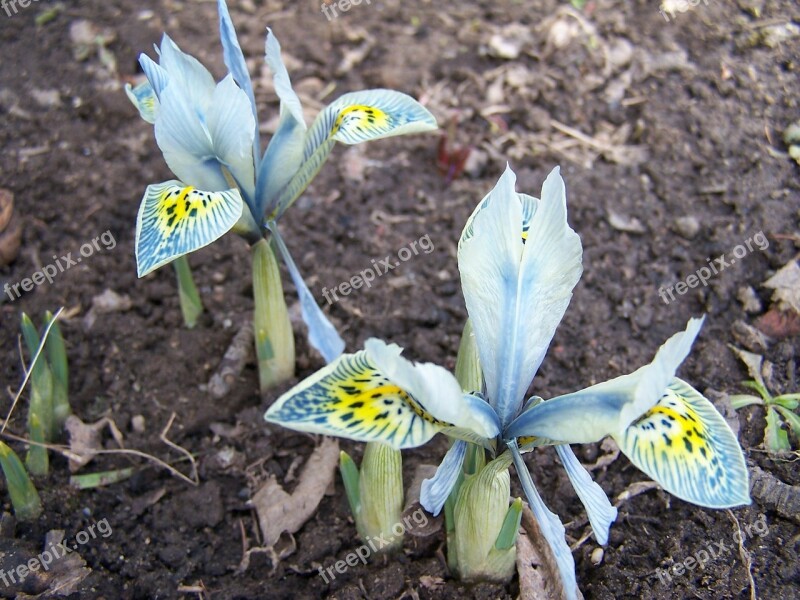 Iris Breeding Iris Schwertliliengewaechs Iridaceae Purple