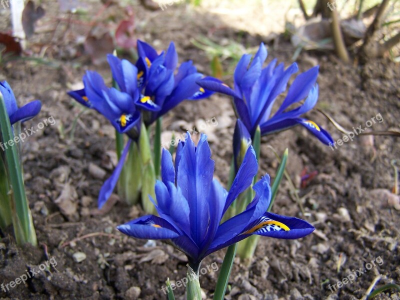 Iris Breeding Iris Schwertliliengewaechs Iridaceae Purple