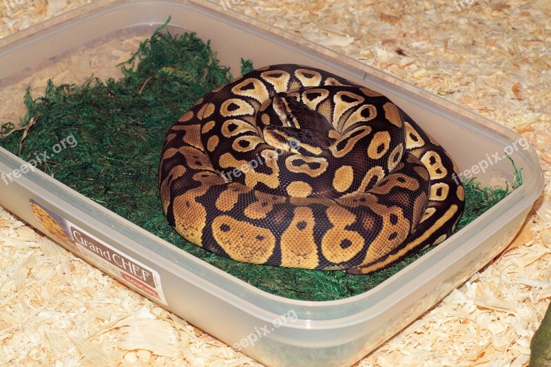 Snakes Heads Pythons Exotic Mojave