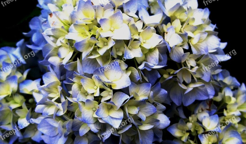 Flowerhead Florets Hydrangea Christmas Rose Petals