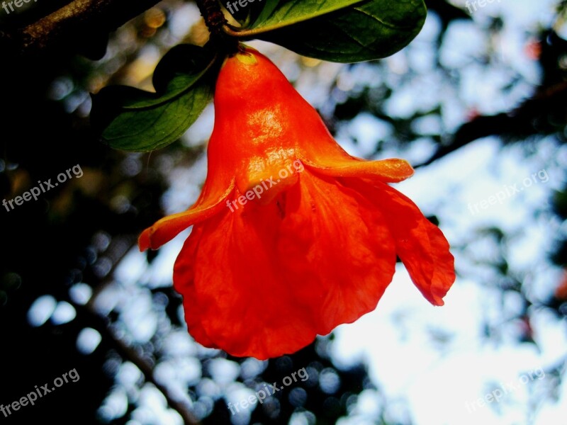 Flower Pomegranate Orange Bright Cup Shaped