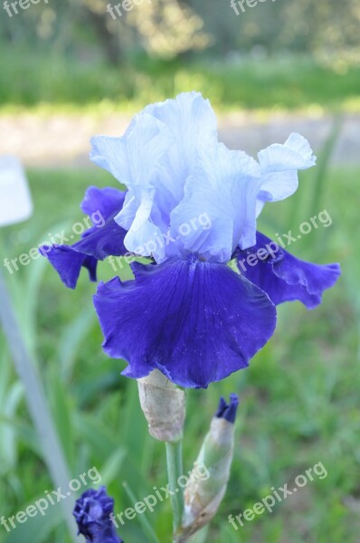 Iris Blue Garden Flower Spring