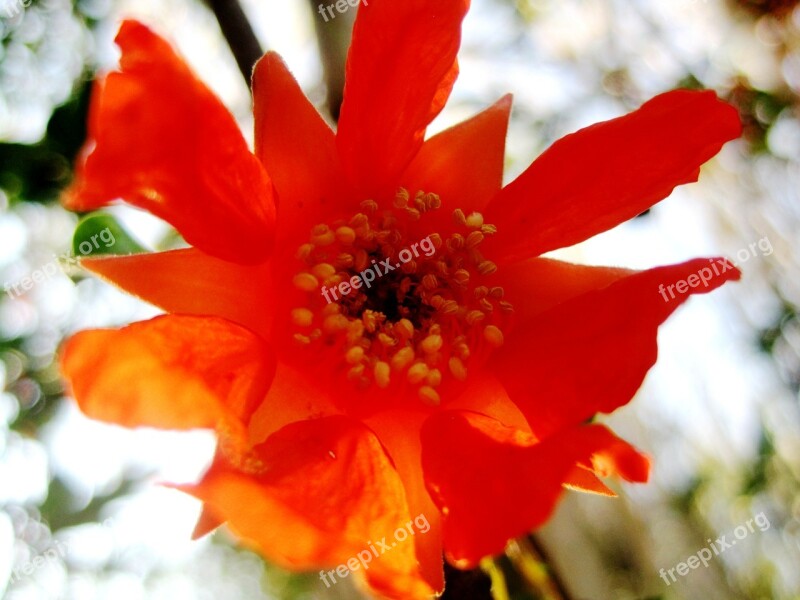 Pomegranate Flower Orange Bright Stamen