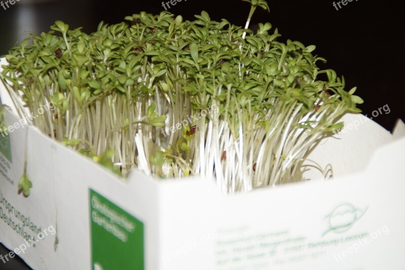 Cress Fresh Grow Vitamins Healthy