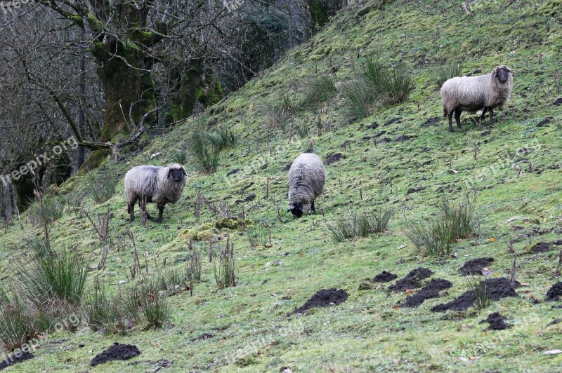 Sheep Animal Meadow Slope Mountain