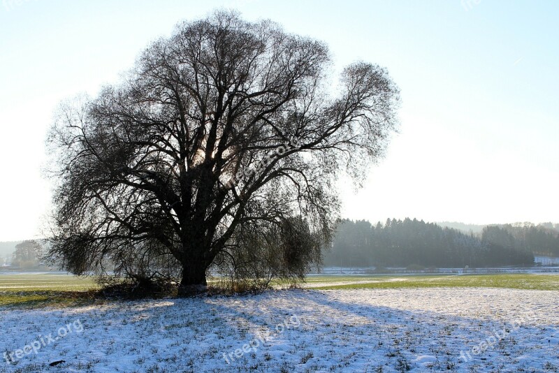 Silhouette Tree Winter Branches Aesthetic