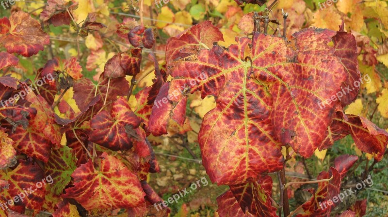 The Slopes Of Corton In The Fall Vines Vine Leaves Free Photos