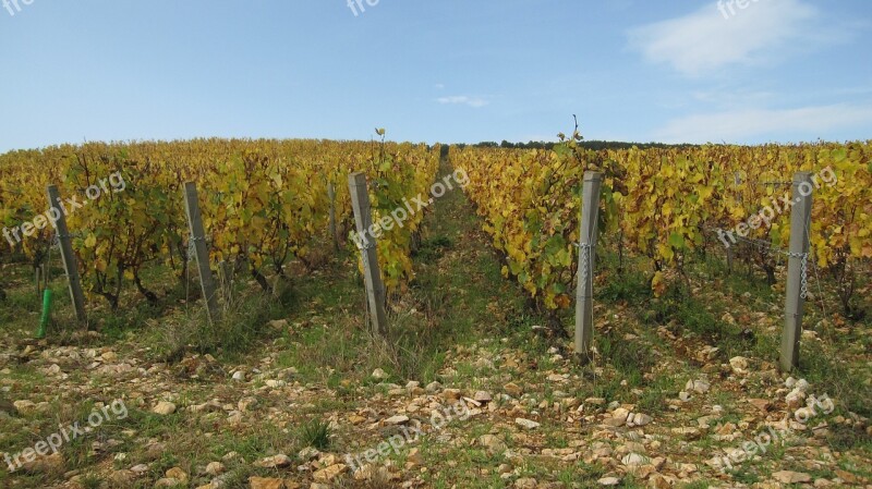 The Hillsides Corton Fall Vines Free Photos