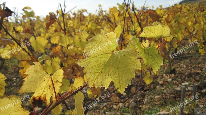 The Slopes Of Corton In The Fall Vines Vine Leaves Free Photos