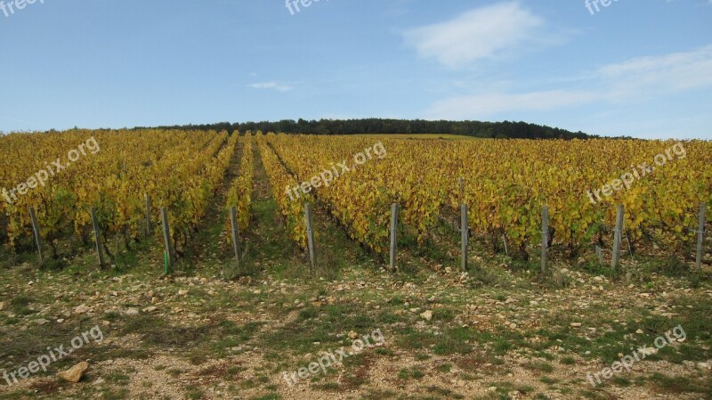 The Hillsides Corton Fall Vines Free Photos