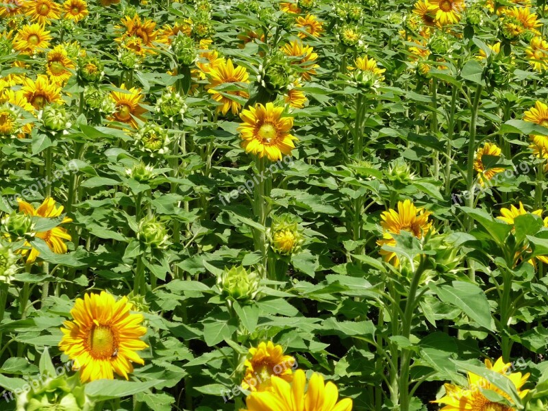 Sunflower Field Sunflower Yellow Green Nature