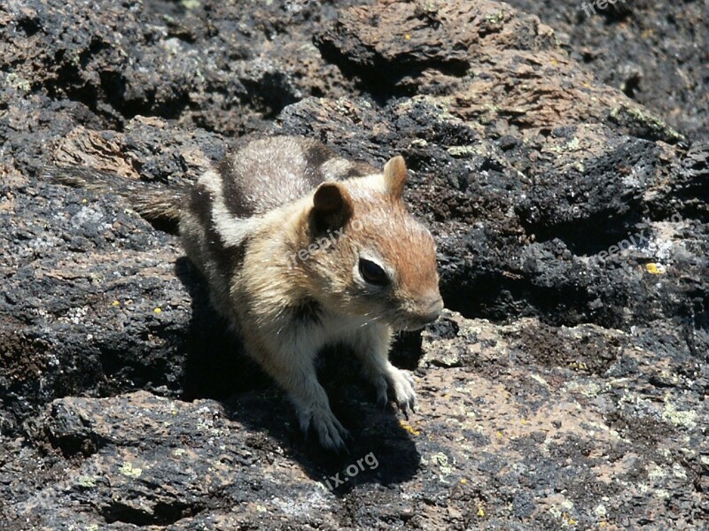 Chipmunk Nature Animal Wildlife Mammal