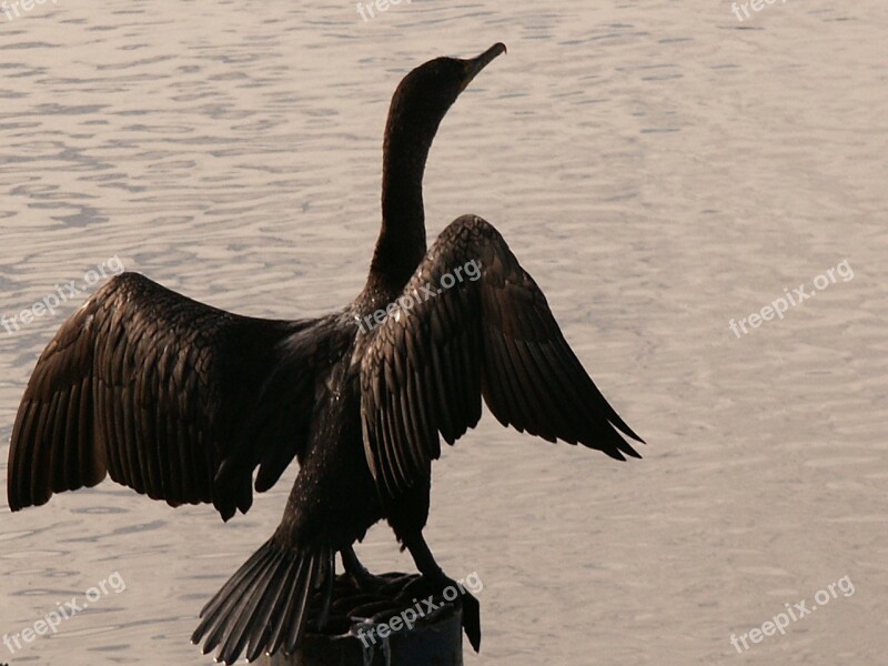 Cormorant White Pelican Wings Black River