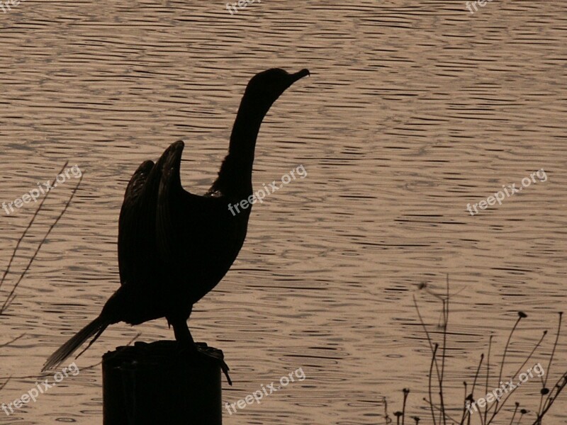 Cormorant White Pelican Wings Black River