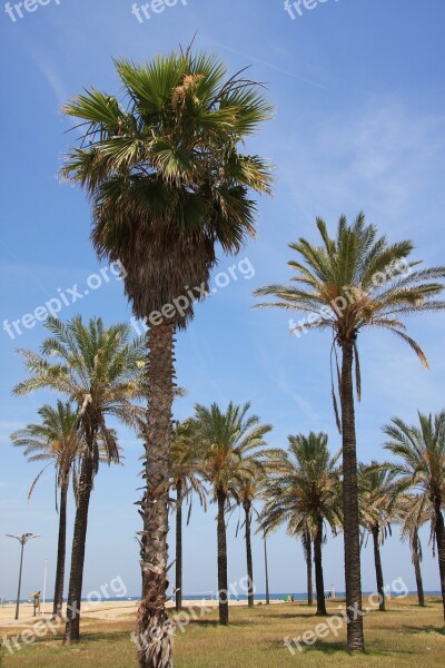 Valencia Malvarrosa Beach Palms Beach Costa