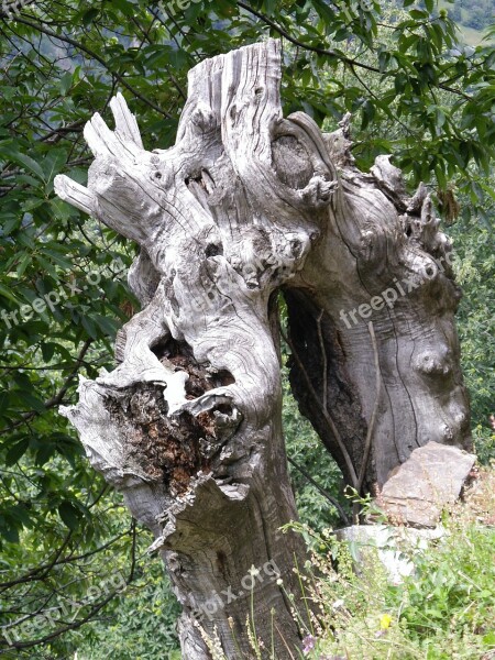 Nature Trees Chestnut Tree Trunk Rhizome