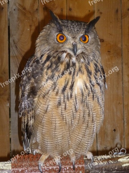 Owl Bird Owls Nocturnal Nature