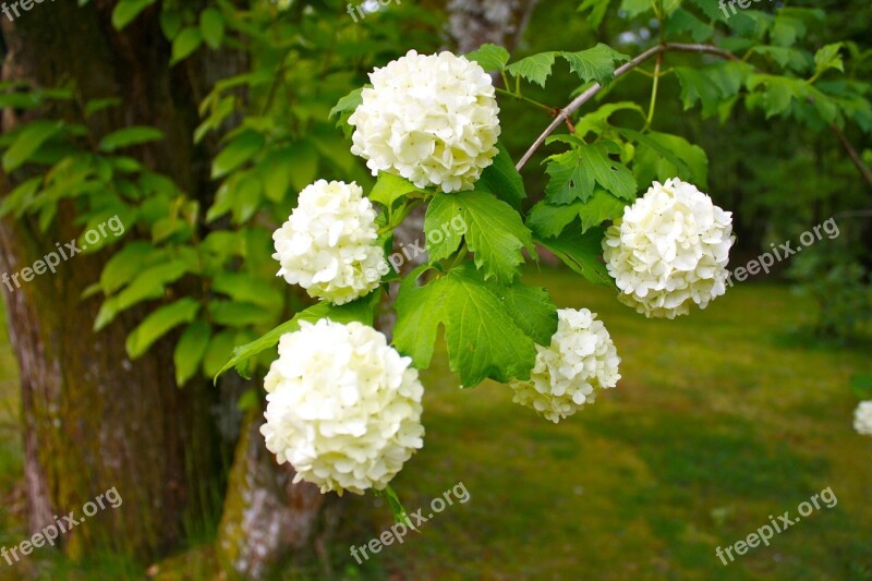 Snowball Tree Plant Shrub Flowers Ornamental Shrubs