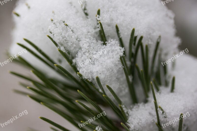 Pine Needles Pine Needles Pine Greenhouse New Zealand