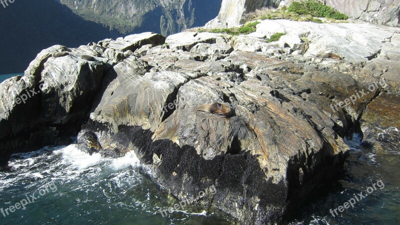 Milford Sound Seal Rocks Walrus Fur Seal