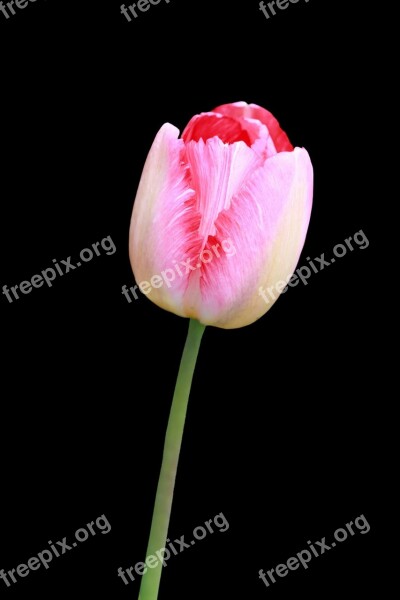 Tulip Flower Red Pink Bloom