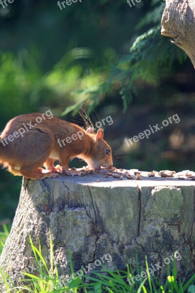 Red Squirrel Animal Red Squirrel Nature