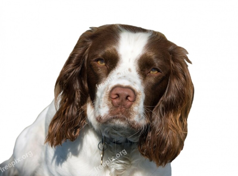 Dog English Springer Spaniel Springer Spaniel Springer Spaniel