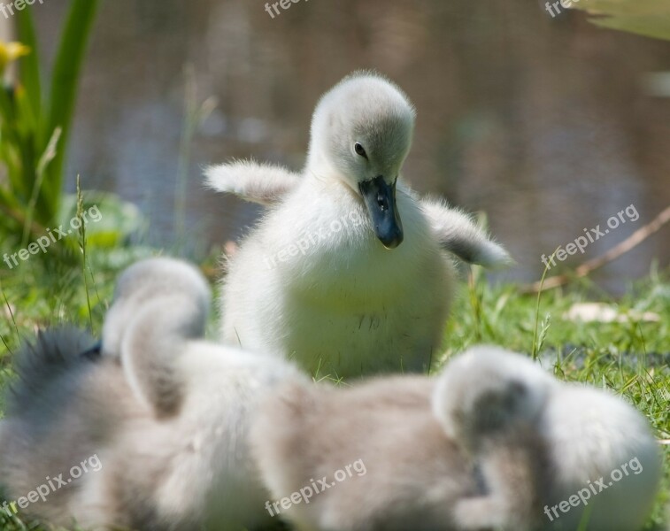 Cygnet Baby Animal Bird Swan