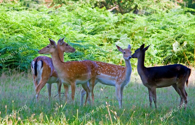 Deer Fallow Deer Herd Group Close-up