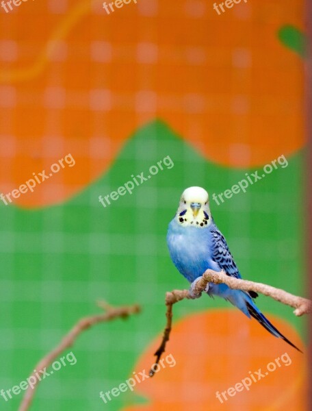 Bird Budgie Budgerigar Blue Cute