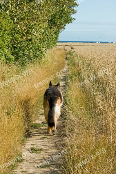 Dog German Shepherd Alsatian Gsd Pet