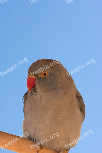 Bird Tropical Parrot Perched Blue