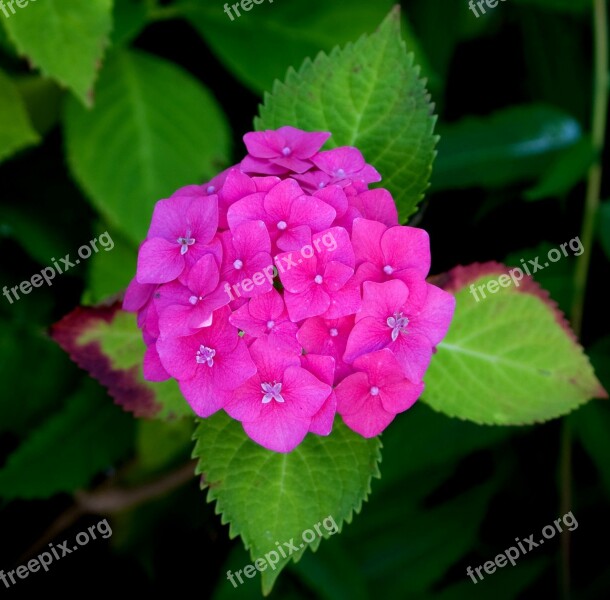 Flower Hydrangea Pink Plant Close-up