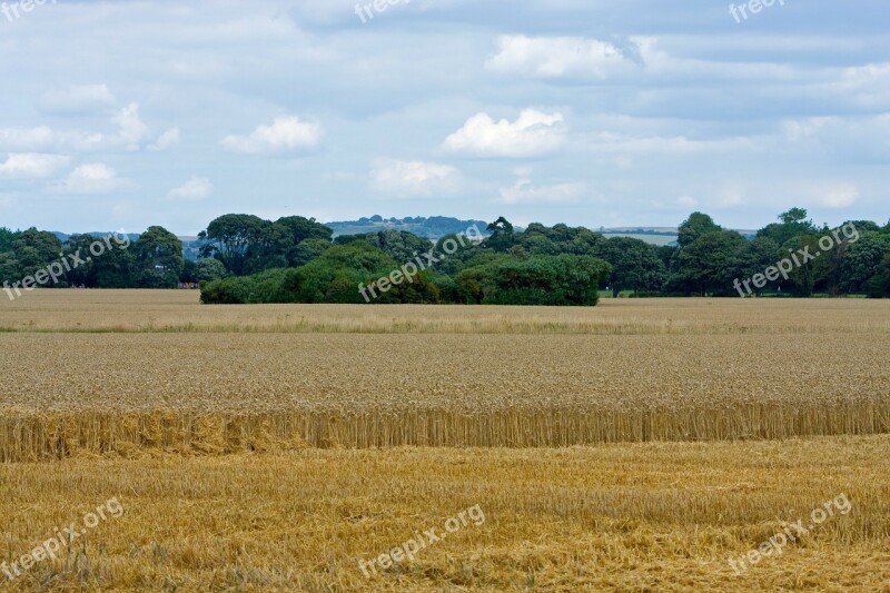 Wheat Wheat Field Crops Grain Agriculture