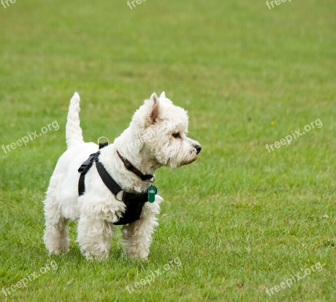 Dog Westie West Highland Terrier West Highland White Terrier Terrier