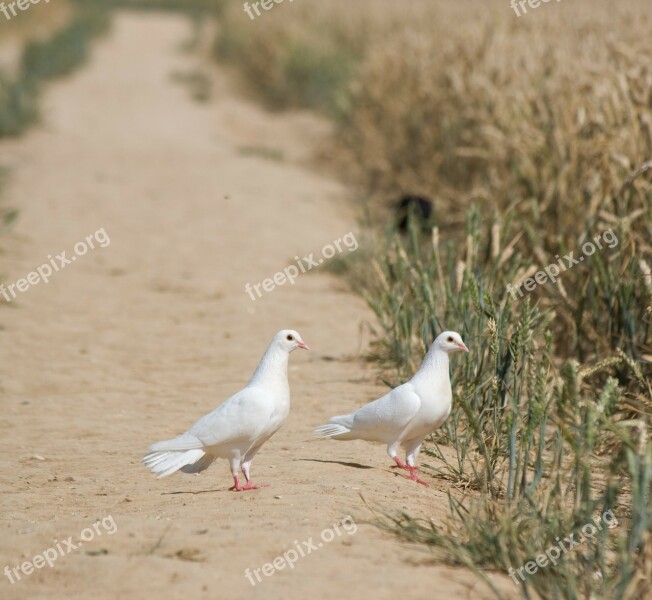 Dove Doves Bird Birds Animal