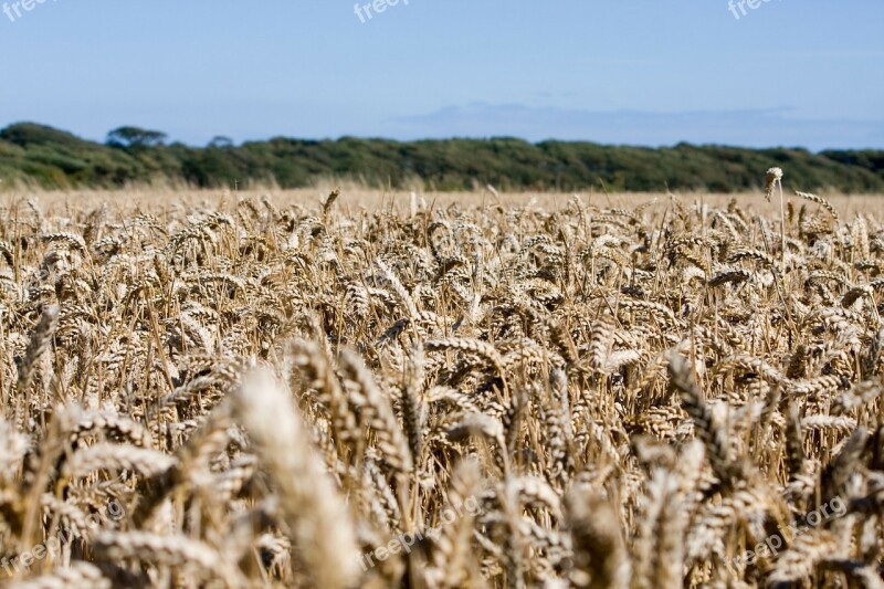 Wheat Wheat Field Crops Grain Farm