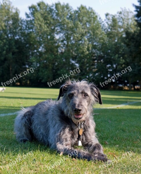 Dog Animal Beautiful Lurcher Gray