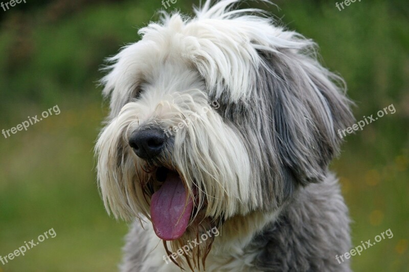 Dog Bearded Collie Collie Beautiful Animal