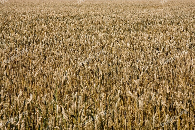 Wheat Golden Wheat Field Background Wallpaper